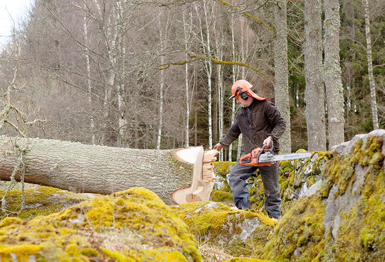 Harvesting tree