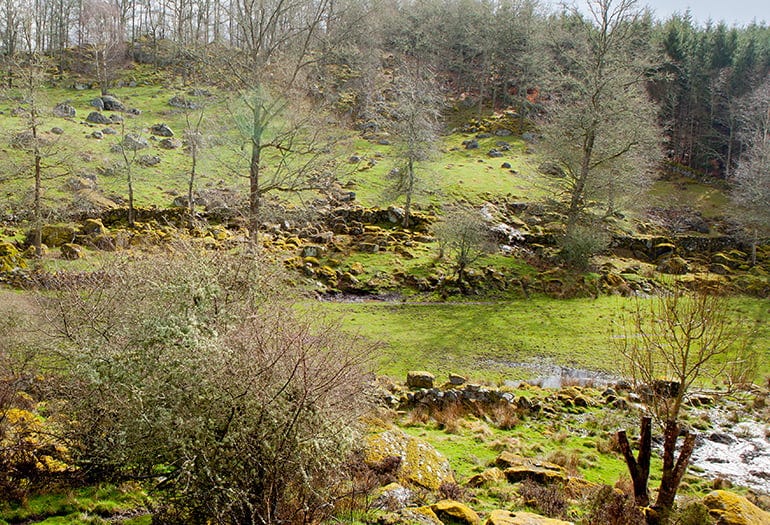 Swedish natural landscape